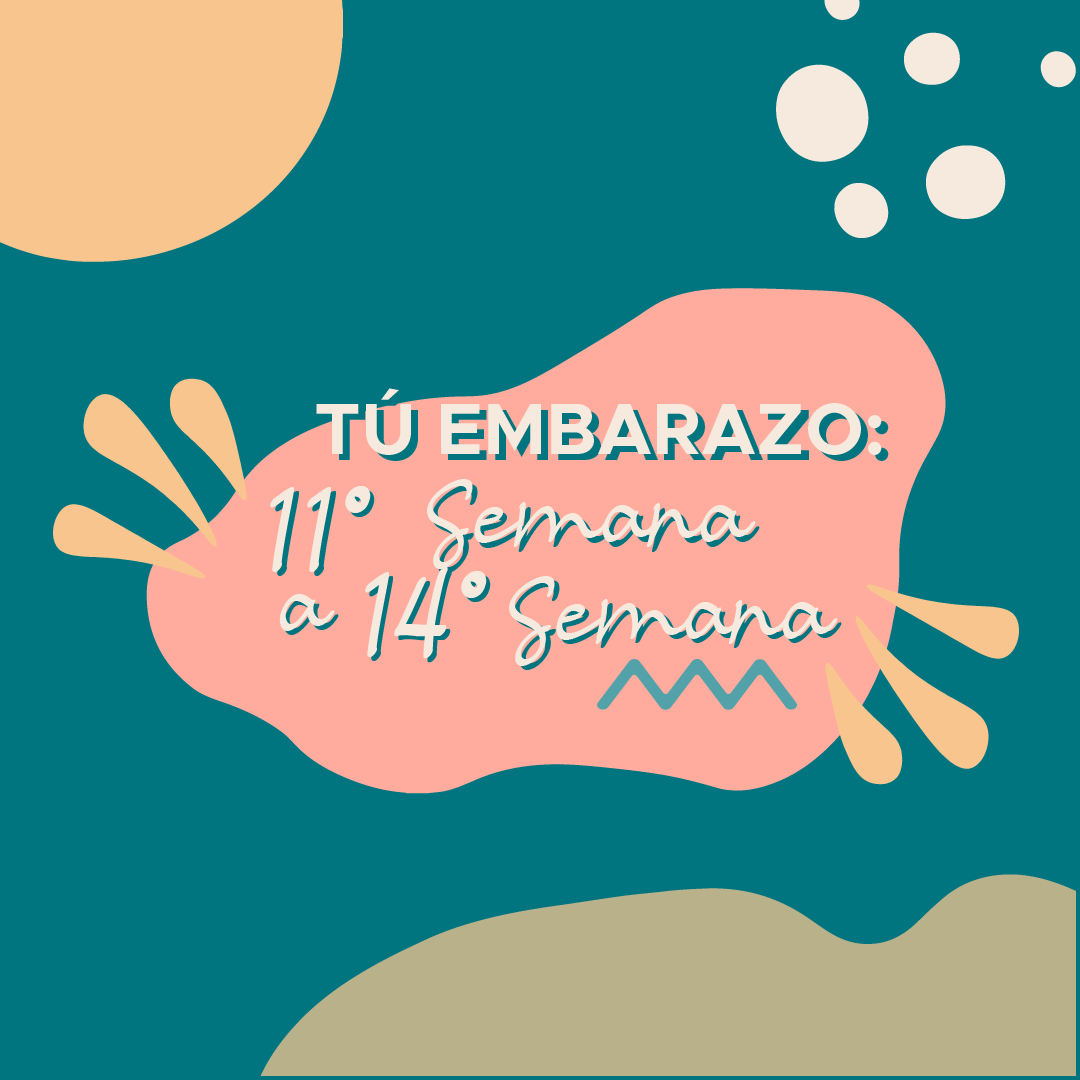 Tú Embarazo: 11° Semana a 14° Semana