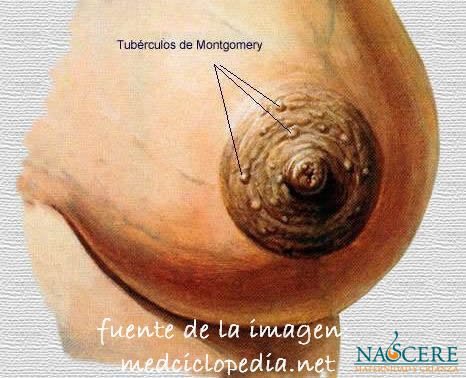 Tubérculos De Montgomery: ¿Qué Son Y Para Qué Sirven?